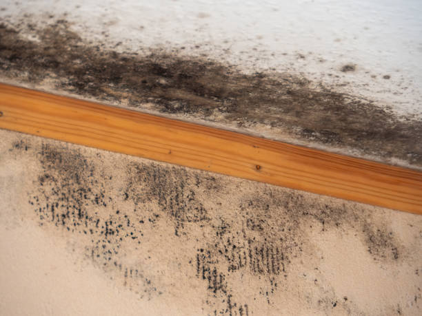 Reliable Roy, UT Mold Removal Solutions