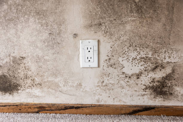 Mold Removal for HVAC Installations in Roy, UT